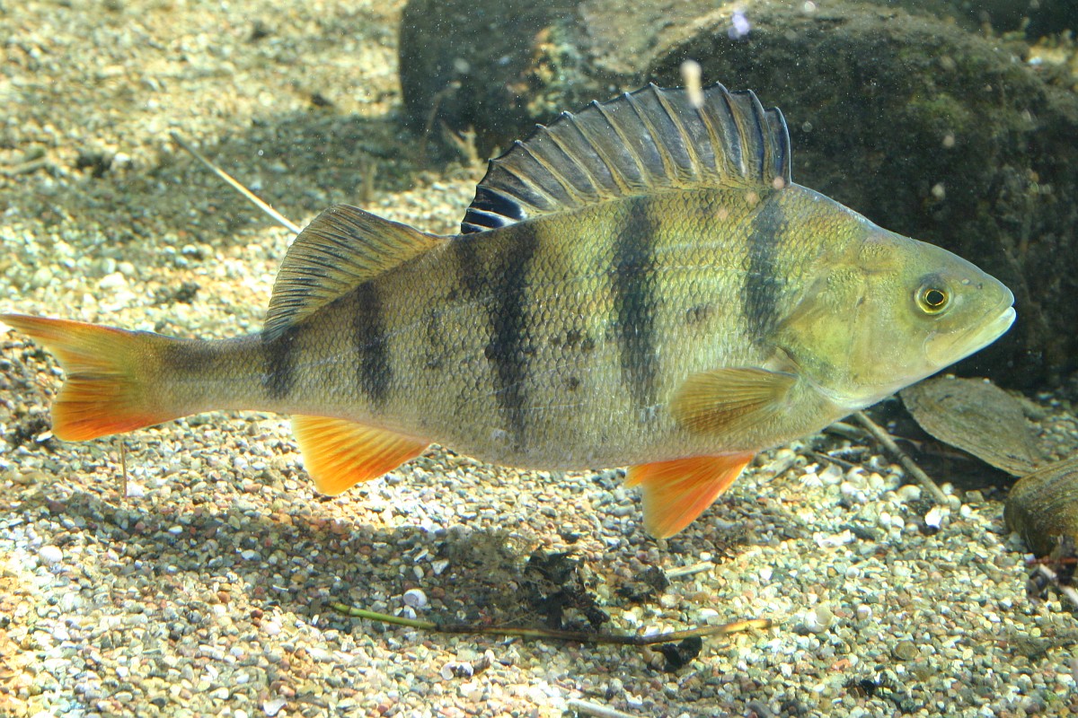 Percia Fluviatilis European Perch